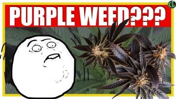PURPLE WEED: How to Grow More Colorful Bud