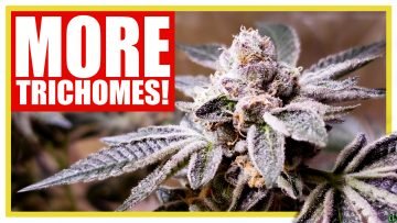 How to Increase Trichome Production