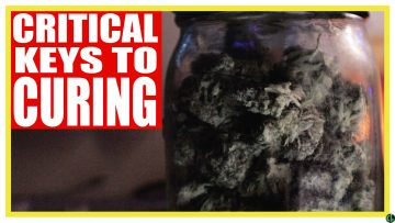 Critical Keys to Curing