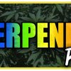 Terpene Breakdown pt 2