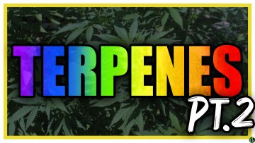 Terpene Breakdown pt 2
