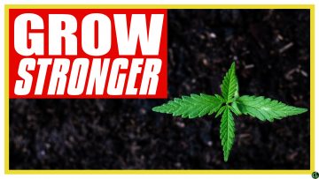 Grow Stronger Seedlings and Clones