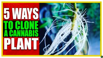 How to Clone a Cannabis Plant