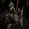 [ID: 8oq6RrzegIQ] Youtube Automatic