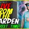 LIVE: Chem Cookies Harvest + How I Dry in the VGrow!